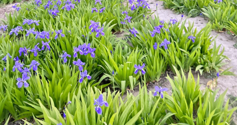 和小宝去野餐